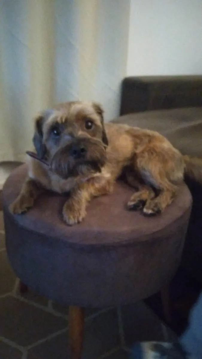 Cachorro ra a SRD-ViraLata idade 2 anos nome Gaston