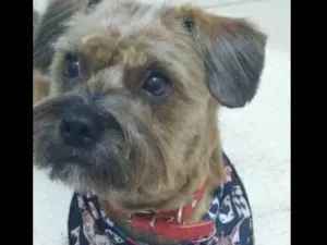 Cachorro raça SRD-ViraLata idade 2 anos nome Gaston