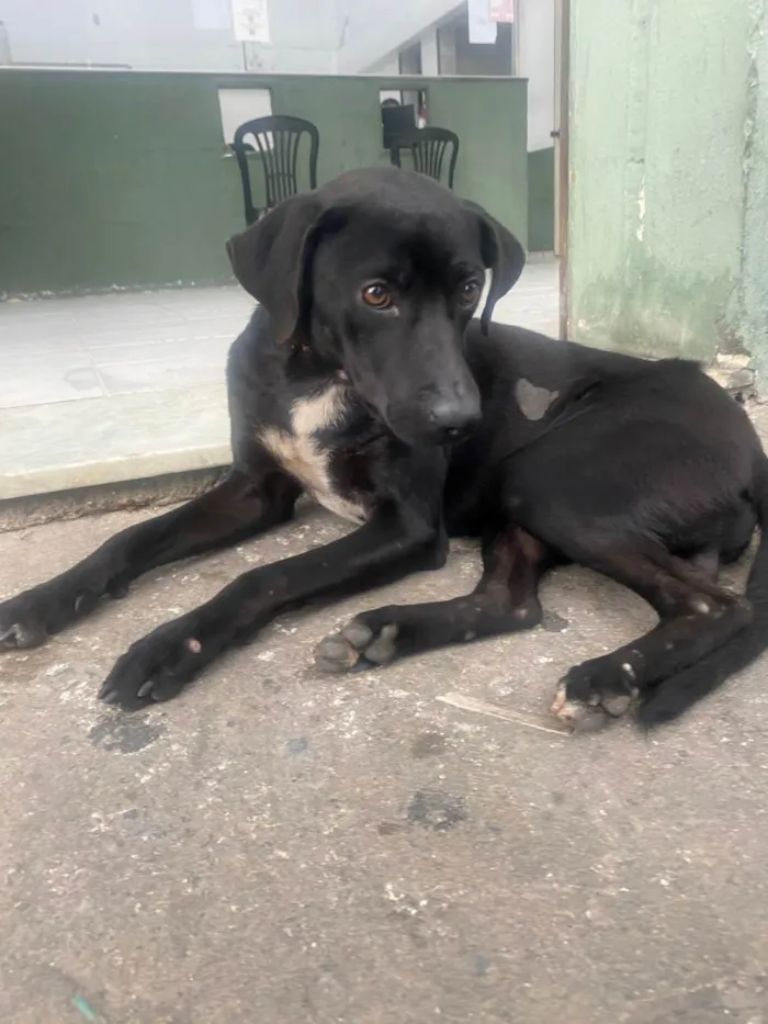 Cachorro raça SRD-ViraLata idade 1 ano nome Pretinho
