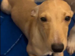 Cachorro raça SRD-ViraLata idade 2 a 6 meses nome Sem Nome 