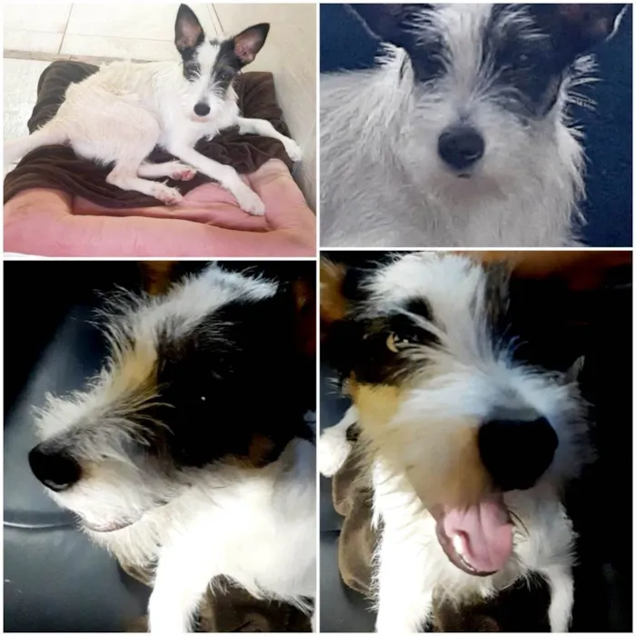 Cachorro raça SRD-ViraLata idade 7 a 11 meses nome Nala