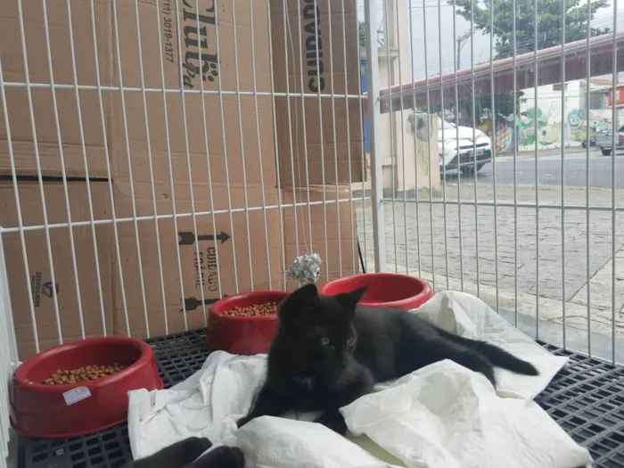 Gato raça Gato Preto  idade 2 a 6 meses nome Hans, Gut e o Tedy