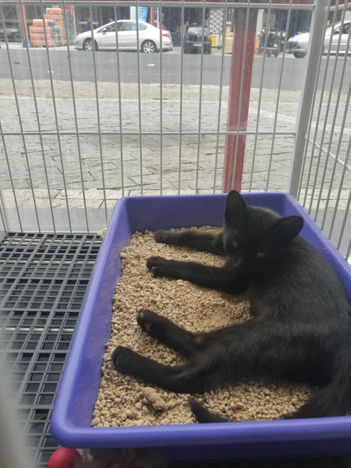 Gato raça Gato Preto  idade 2 a 6 meses nome Hans, Gut e o Tedy