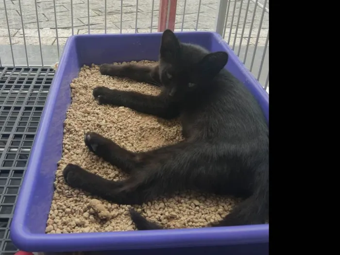 Gato raça Gato Preto  idade 2 a 6 meses nome Hans, Gut e o Tedy