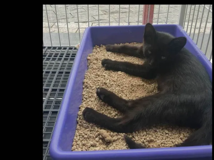 Gato raça Gato Preto  idade 2 a 6 meses nome Hans, Gut e o Tedy