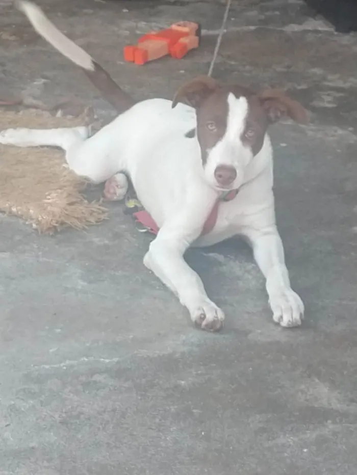 Cachorro ra a SRD - Olhos claros idade 2 a 6 meses nome Kyara