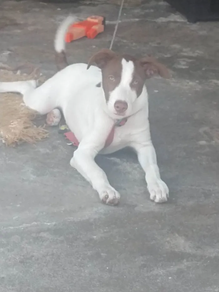 Cachorro ra a SRD - Olhos claros idade 2 a 6 meses nome Kyara