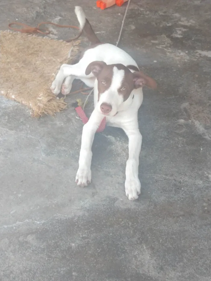 Cachorro ra a SRD - Olhos claros idade 2 a 6 meses nome Kyara