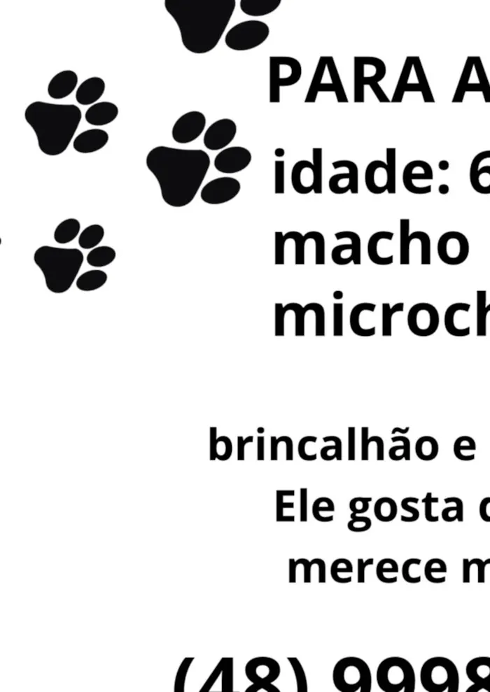 Cachorro ra a SRD-ViraLata idade 2 a 6 meses nome Blunt