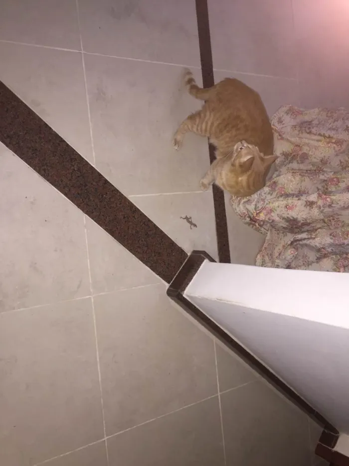 Gato ra a SRD-ViraLata idade 5 anos nome Ryu