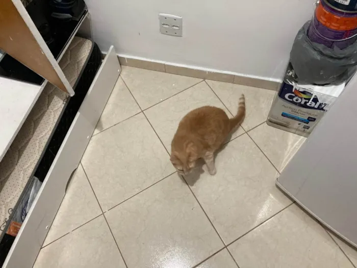 Gato ra a SRD-ViraLata idade 5 anos nome Ryu