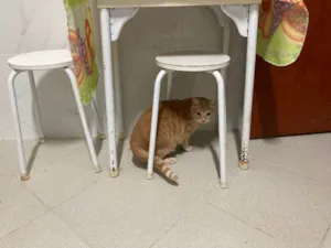 Gato raça SRD-ViraLata idade 5 anos nome Ryu