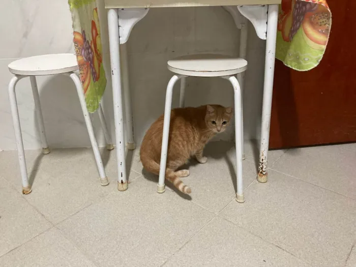 Gato ra a SRD-ViraLata idade 5 anos nome Ryu