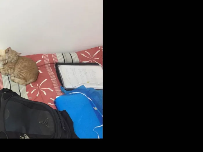 Gato ra a SRD-ViraLata idade 5 anos nome Ryu