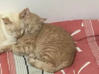 Gato ra a SRD-ViraLata idade 5 anos nome Ryu