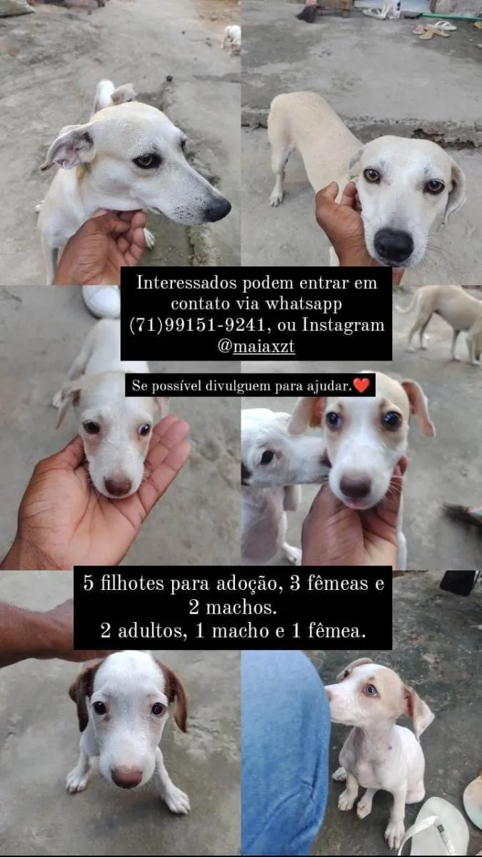 Cachorro raça SRD-ViraLata idade 2 a 6 meses nome Zoe, Oscar, Meg, Sophie, ton