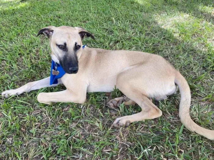 Cachorro ra a SRD-ViraLata idade 7 a 11 meses nome Theo