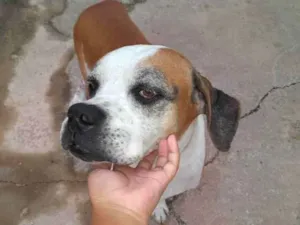 Cachorro raça Boxer idade 6 ou mais anos nome Hércules 