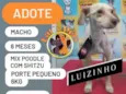 Luizinho