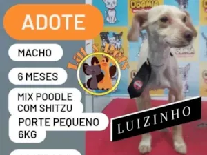 Cachorro raça Mix de poodle com shitzau idade 2 a 6 meses nome Luizinho
