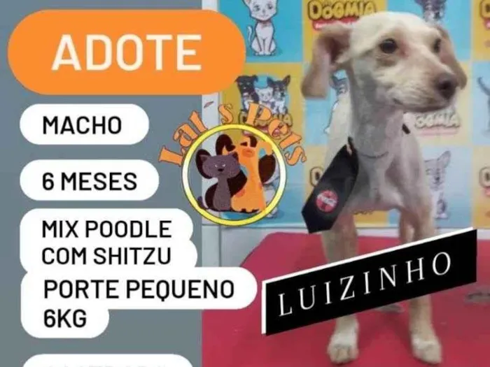 Cachorro ra a Mix de poodle com shitzau idade 2 a 6 meses nome Luizinho