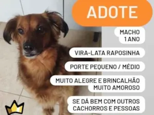 Cachorro raça SRD-ViraLata idade 1 ano nome Rex