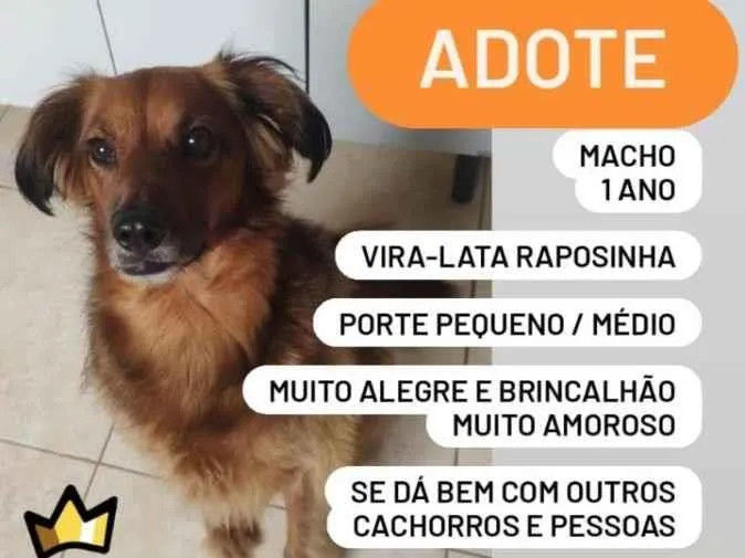 Cachorro ra a SRD-ViraLata idade 1 ano nome Rex