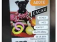 Cacau