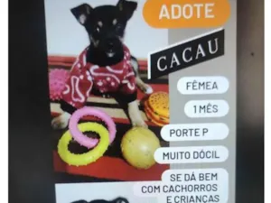 Cachorro raça SRD-ViraLata idade Abaixo de 2 meses nome Cacau