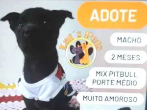 Cachorro raça Mix de pitbull idade 2 a 6 meses nome Feroz