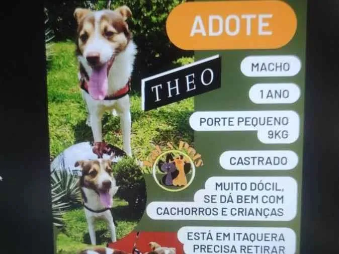 Cachorro ra a SRD-ViraLata idade 1 ano nome Théo
