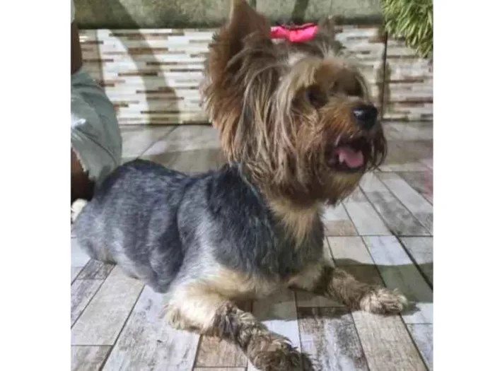 Cachorro ra a Yorkshire idade 1 ano nome Não sei