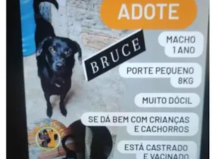 Cachorro raça SRD-ViraLata idade 1 ano nome Bruce