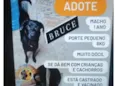 Bruce