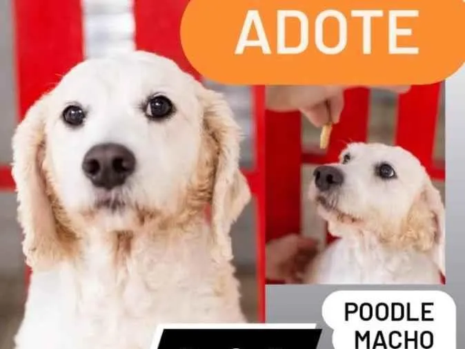 Cachorro ra a Poodle idade 3 anos nome Bob