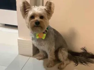 Cachorro raça Yorkshire idade 2 anos nome Yuki