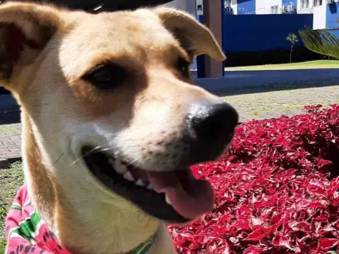 Cachorro ra a SRD-ViraLata idade 2 anos nome Não tem 