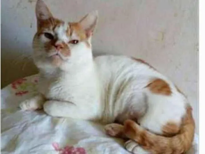 Gato ra a srd bicolor  idade 2 anos nome BRAD
