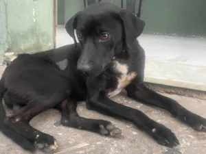 Cachorro raça SRD-ViraLata idade 1 ano nome Pretinho