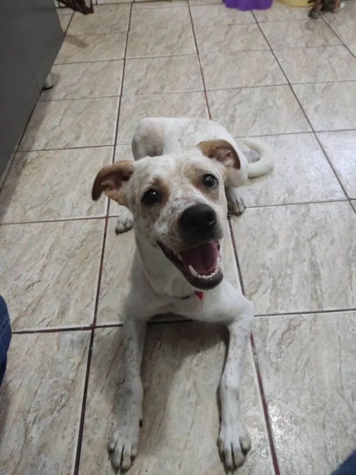 Cachorro raça SRD-ViraLata idade 1 ano nome Jinx