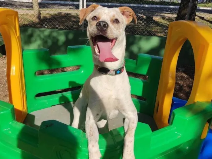 Cachorro raça SRD-ViraLata idade 1 ano nome Jinx