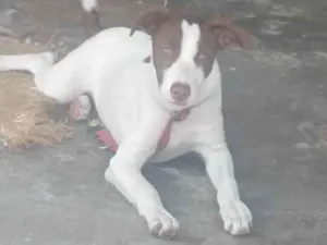 Cachorro raça SRD - Olhos claros idade 2 a 6 meses nome Kyara