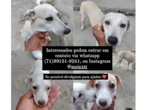 Cachorro raça SRD-ViraLata idade 2 a 6 meses nome Zoe, Oscar, Meg, Sophie, ton