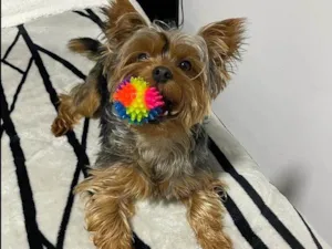 Cachorro raça Yorkshire idade 2 anos nome Bob 
