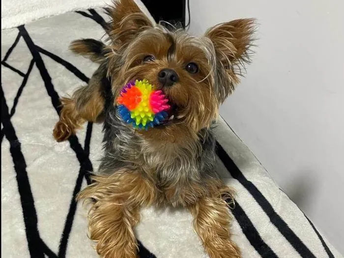 Cachorro raça Yorkshire idade 2 anos nome Bob 