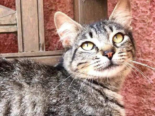 Gato raça SRD idade 7 a 11 meses nome Rita