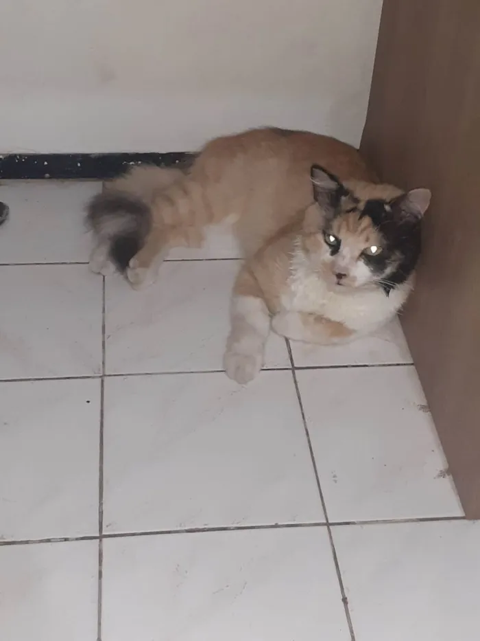 Gato ra a Tricolor  idade 3 anos nome Dourado 