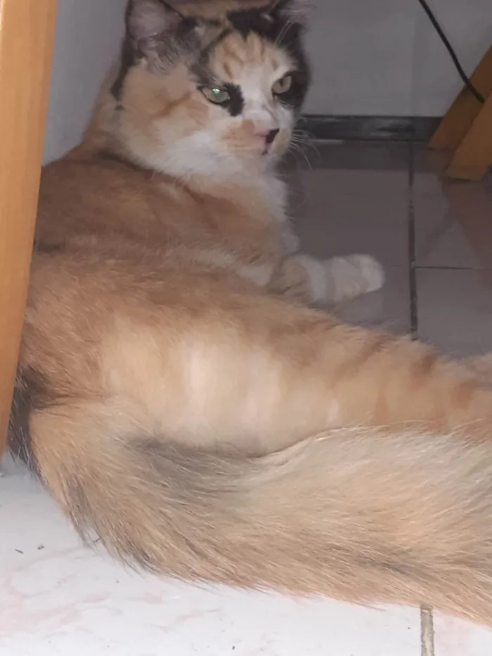 Gato ra a Tricolor  idade 3 anos nome Dourado 