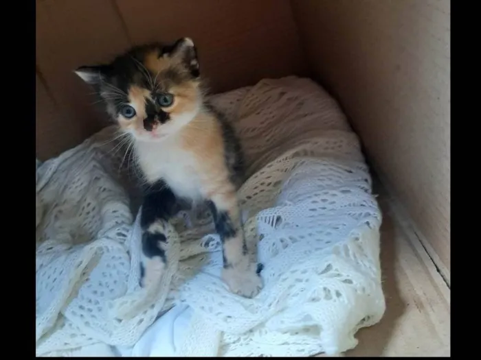 Gato raça SRD-ViraLata idade Abaixo de 2 meses nome Não possue nome ainda