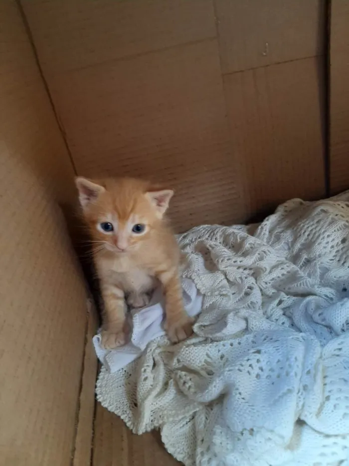Gato raça SRD-ViraLata idade Abaixo de 2 meses nome Não possui nome 